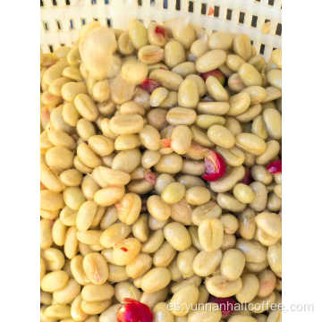 Granos de café verde Hali Geisha